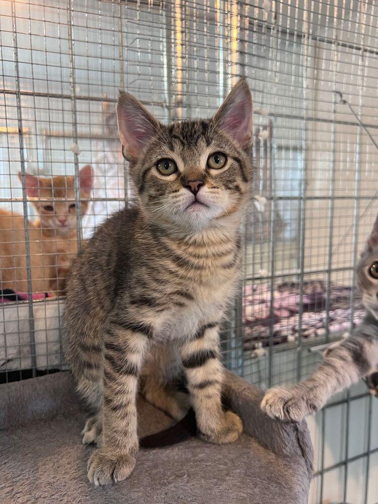 Stinger, a Adoptable Domestic Short Hair in McPherson, KS image 1/4
