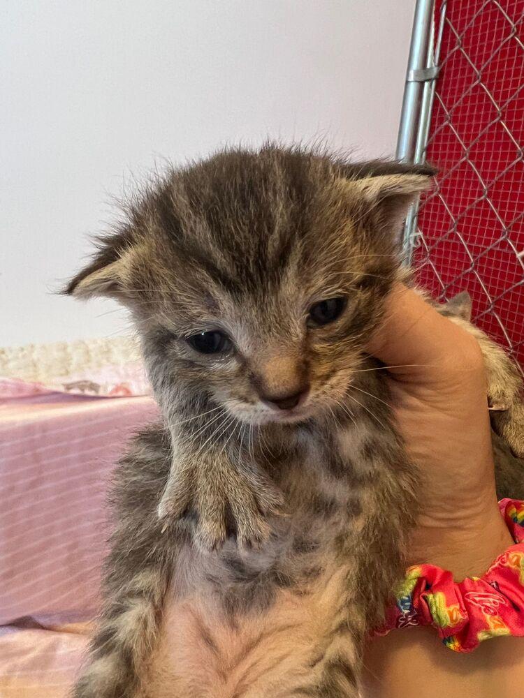 Stinger, a Adoptable Domestic Short Hair in McPherson, KS image 2/4