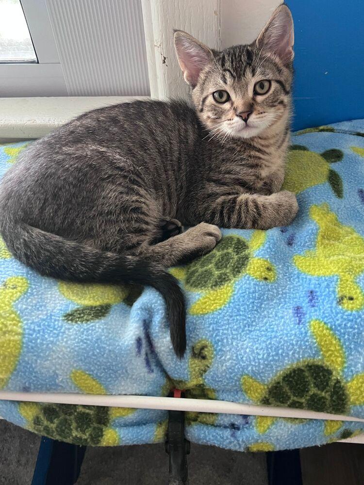 Stinger, a Adoptable Domestic Short Hair in McPherson, KS image 3/4