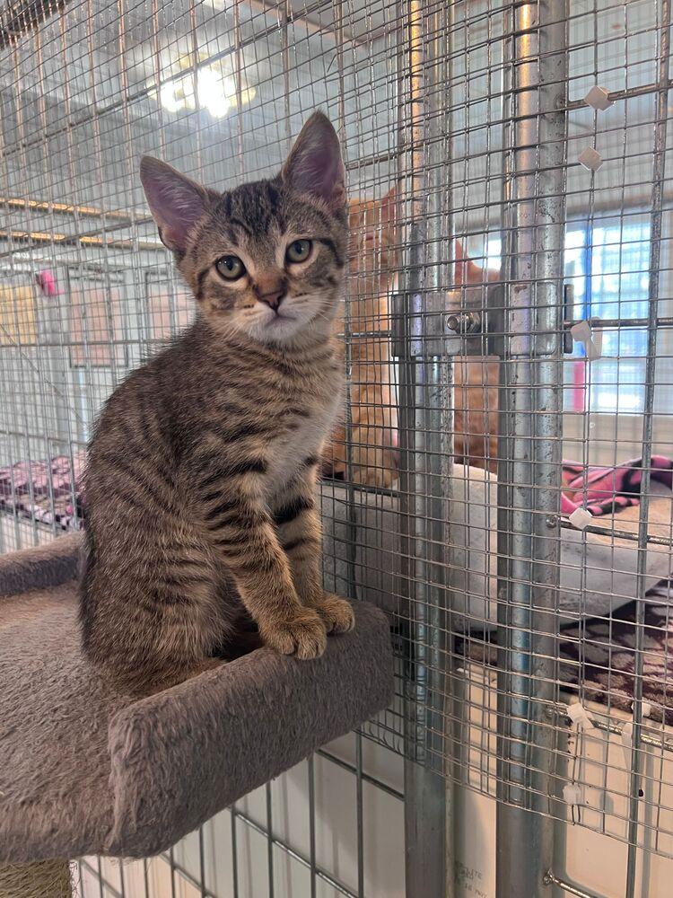Stinger, a Adoptable Domestic Short Hair in McPherson, KS image 4/4