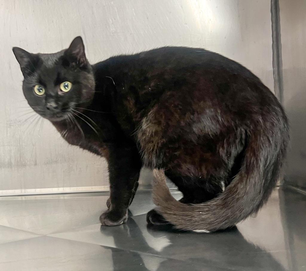 Enlarge Clown (Midnight), a Adopted mixed breed in Murray, KY image 1/2