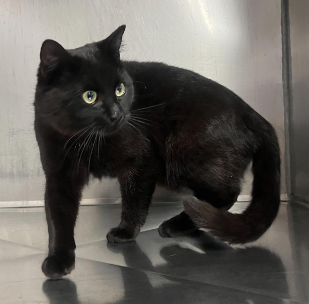 Enlarge Clown (Midnight), a Adopted mixed breed in Murray, KY image 2/2