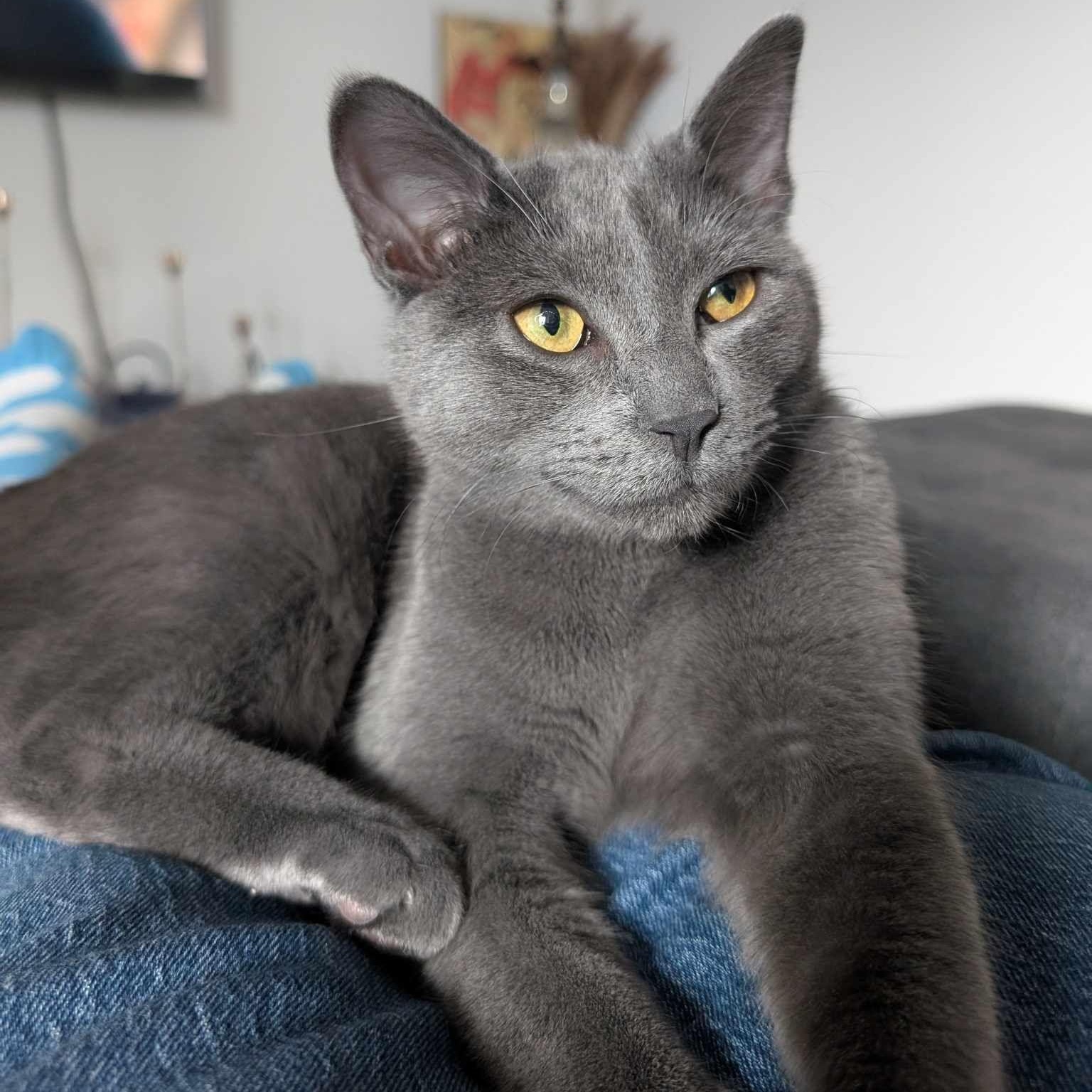 Baloo