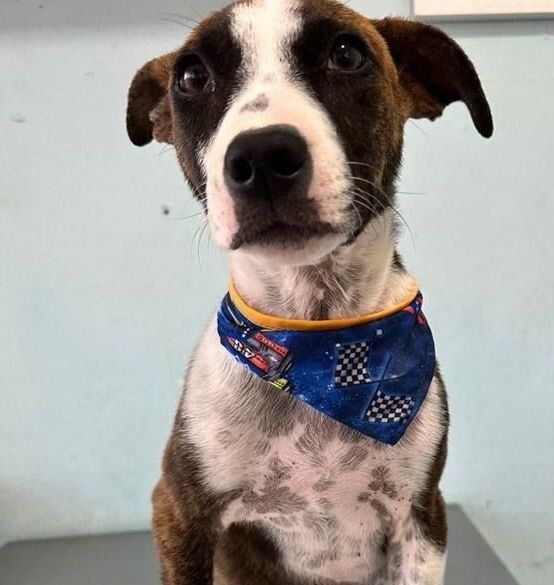 Enlarge Duke, a Adopted mixed breed in Nopolo, BCS image 1/4