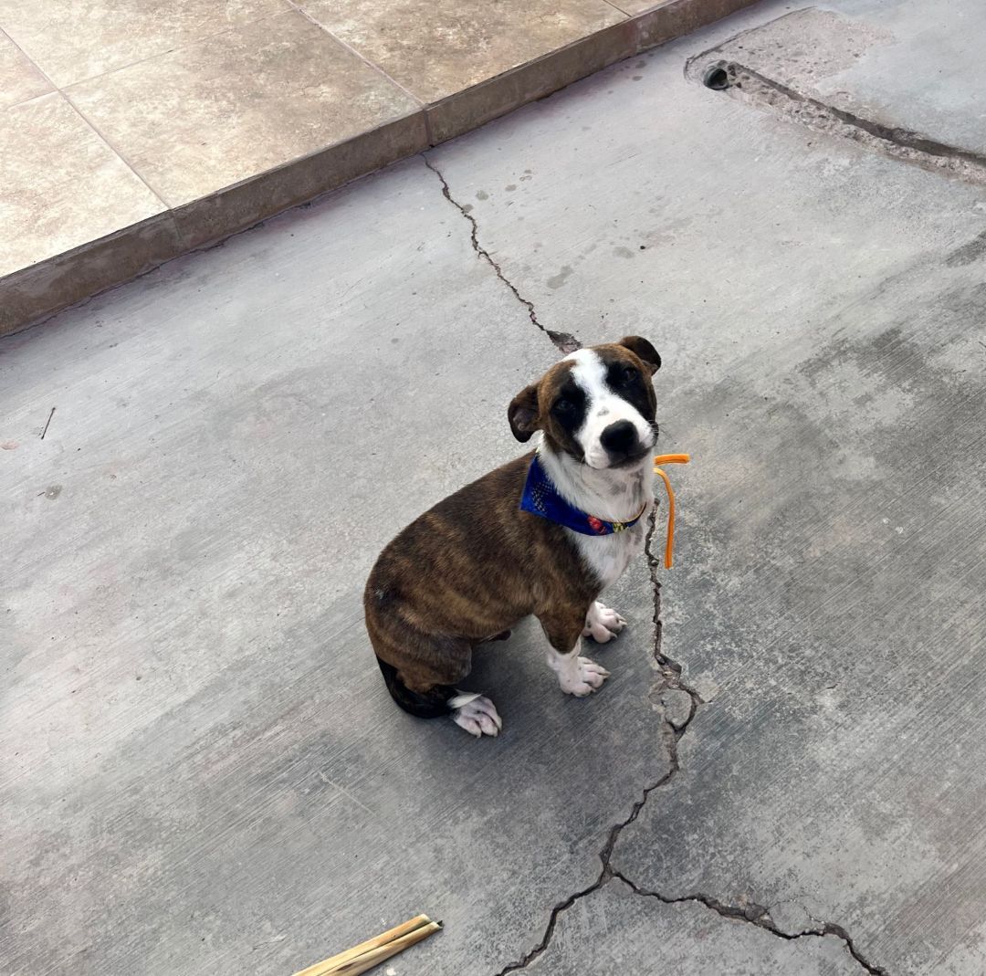 Enlarge Duke, a Adopted mixed breed in Nopolo, BCS image 2/4