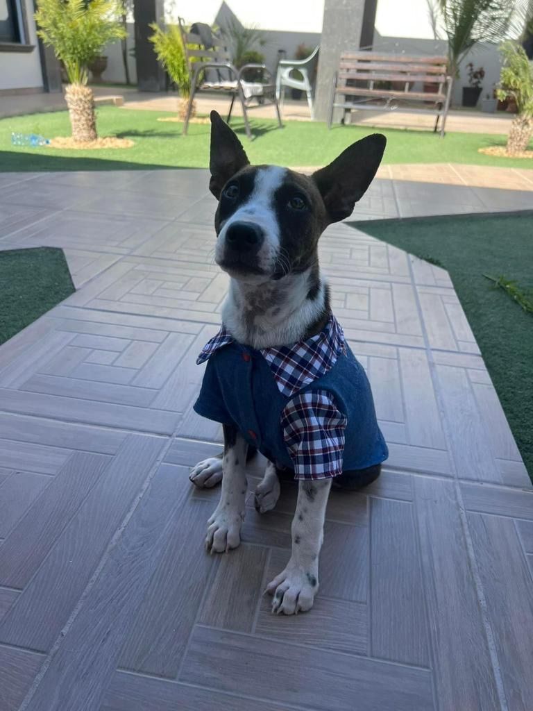 Enlarge Duke, a Adopted mixed breed in Nopolo, BCS image 3/4