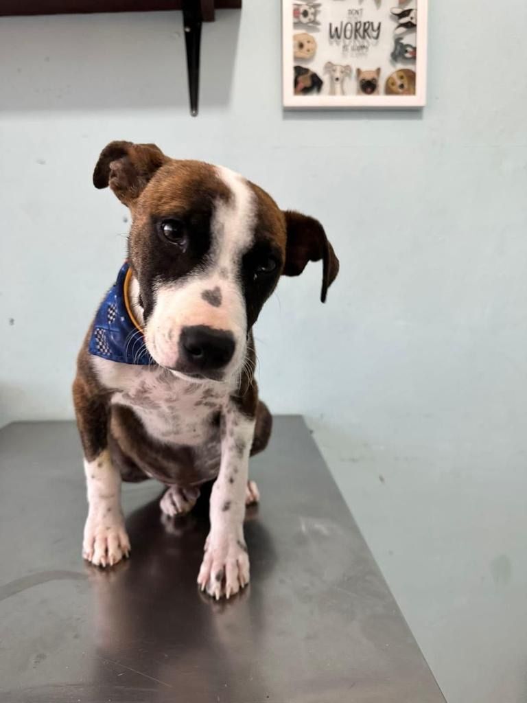 Enlarge Duke, a Adopted mixed breed in Nopolo, BCS image 4/4