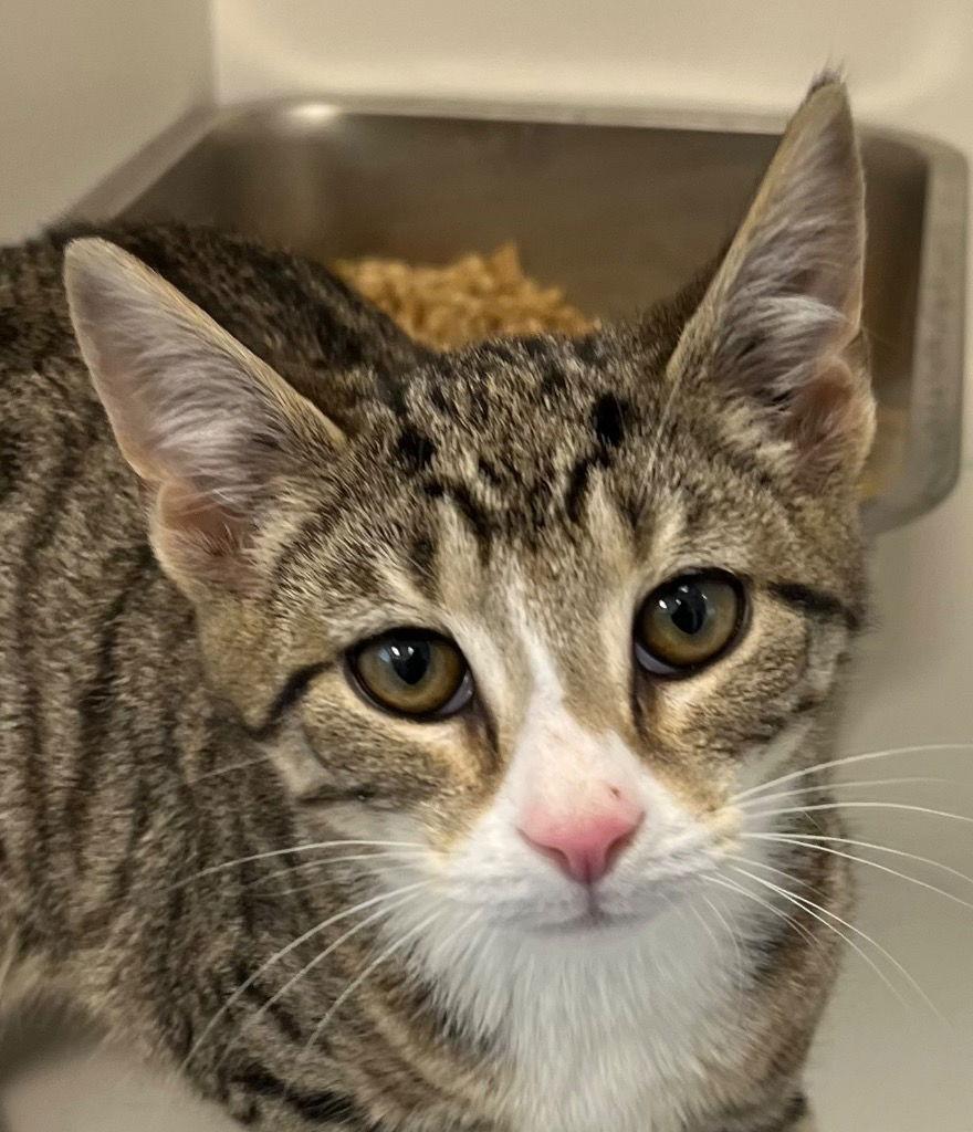 26-060 Genghis Kat, Adoptable, Kitten Male Domestic Short Hair.