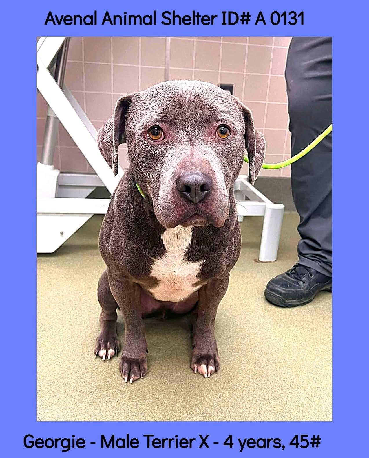 Enlarge Georgie, a ADOPTABLE mixed breed in Avenal, CA image 1/1