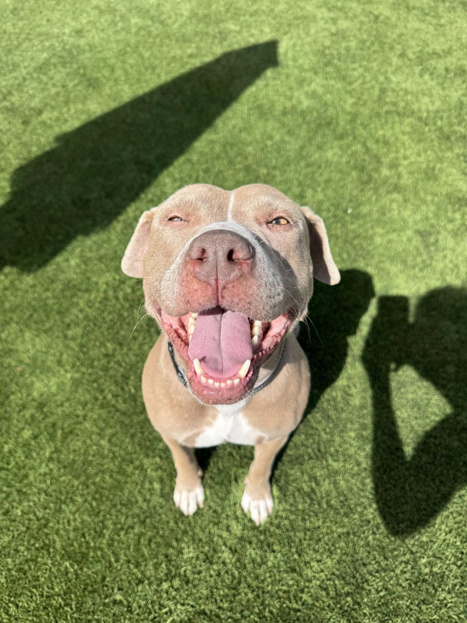 Enlarge Indy, a Adoptable mixed breed in Phoenix, AZ image 1/3