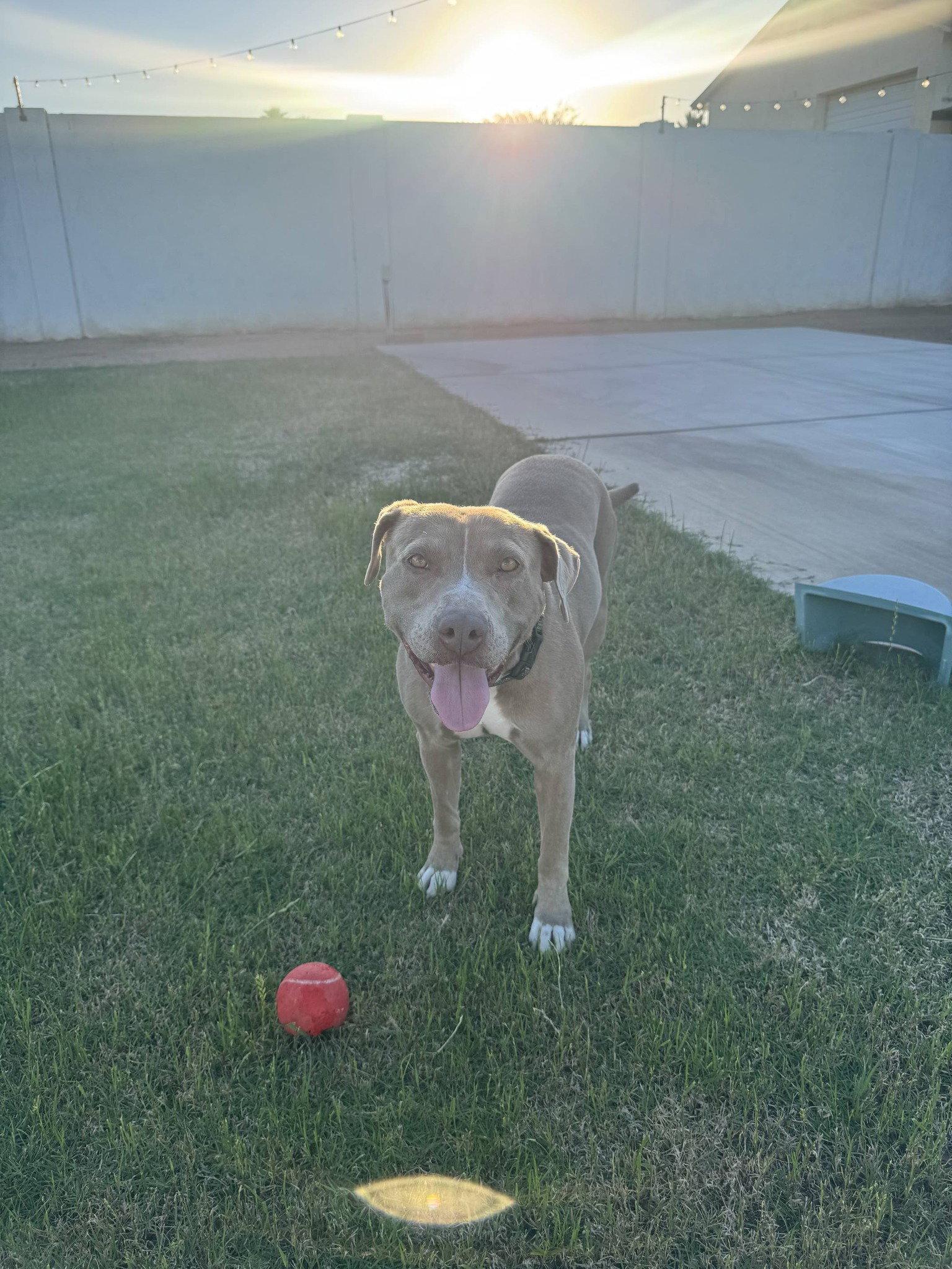 Indy, Adoptable, Adult Female American Staffordshire Terrier & Pit Bull Terrier.