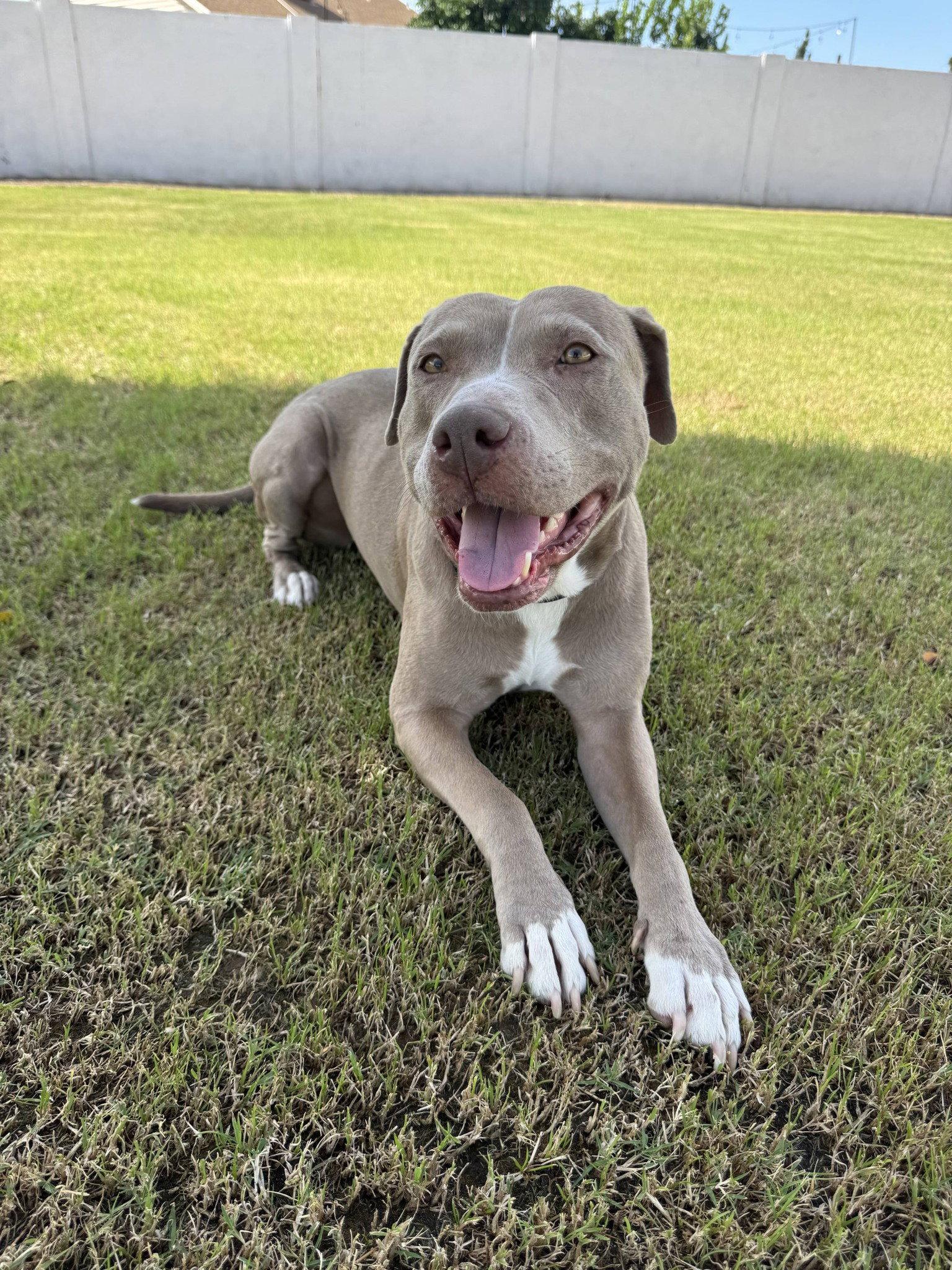 Enlarge Indy, a Adoptable mixed breed in Phoenix, AZ image 3/3