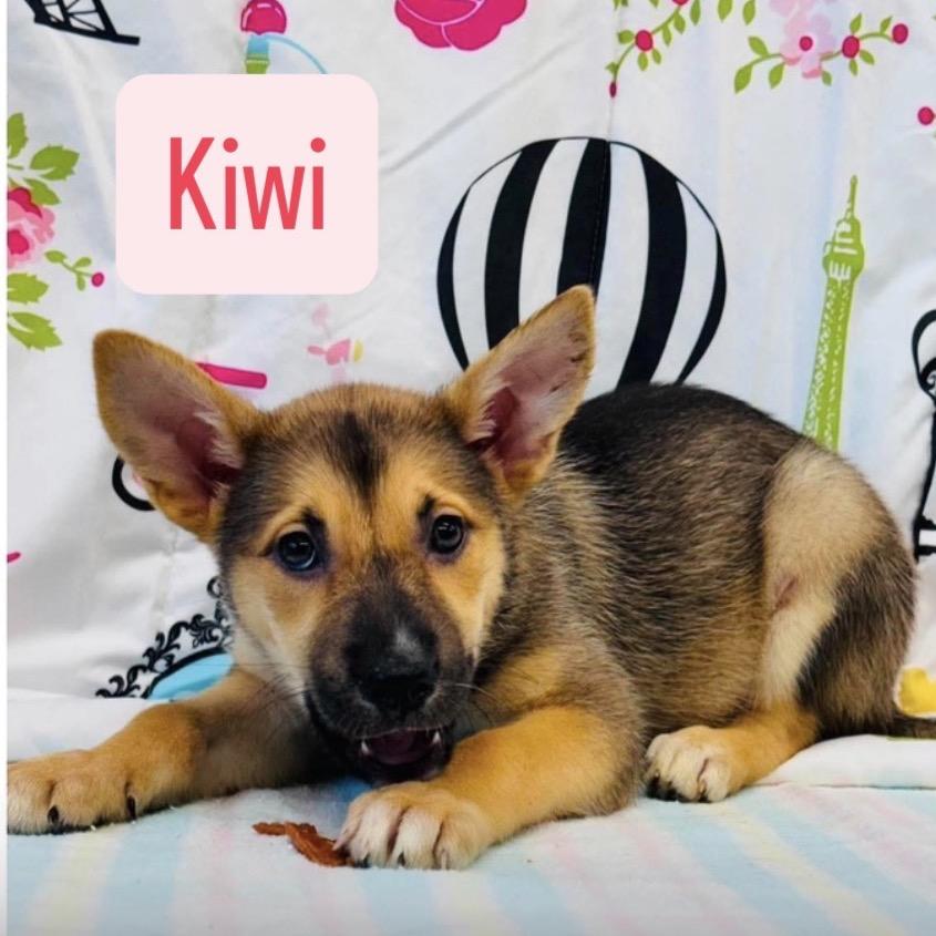 Enlarge Kiwi, a Adoptable mixed breed in Lakewood, CO image 1/1