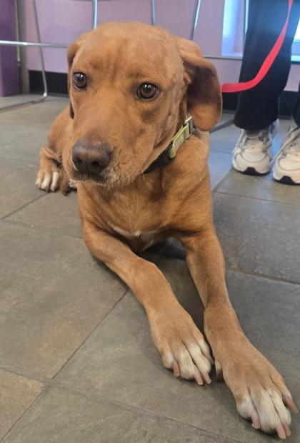 Enlarge Bella, a Adoptable mixed breed in El Paso, TX image 1/1