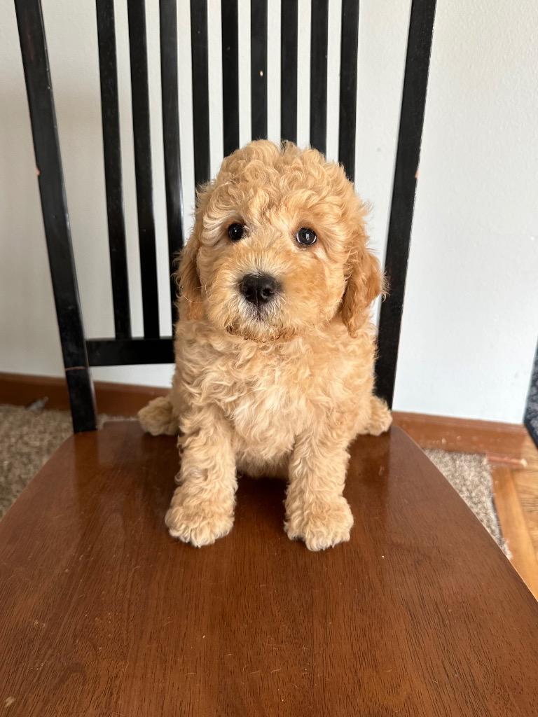Jack, Adopted, Young Male Labrador Retriever & Poodle.