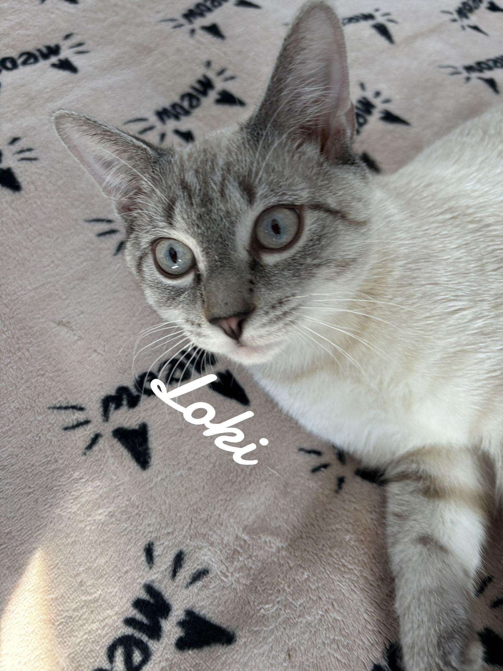 Loki, Adopted, Young Male Domestic Short Hair.