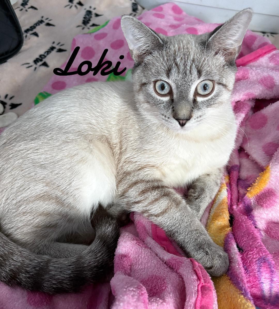 Enlarge Loki, a Adopted Domestic Short Hair in Naugatuck, CT image 2/3