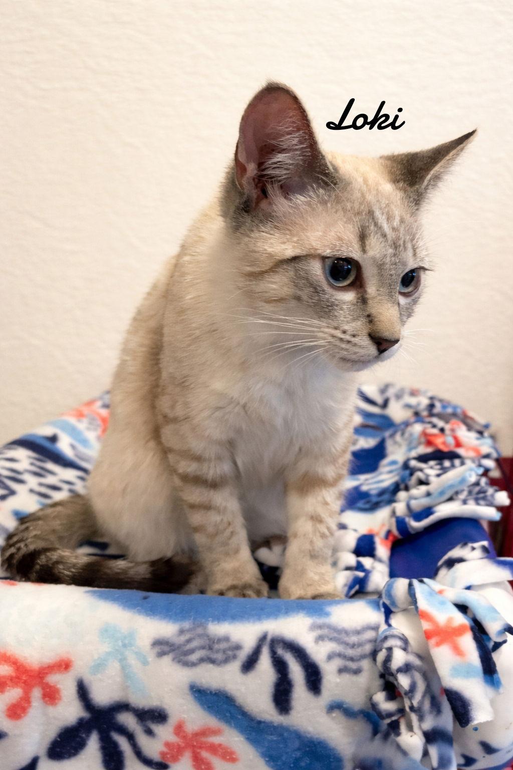 Enlarge Loki, a Adopted Domestic Short Hair in Naugatuck, CT image 3/3