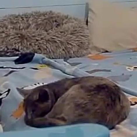 Cute C, Adoptable, Young Female Domestic Short Hair.