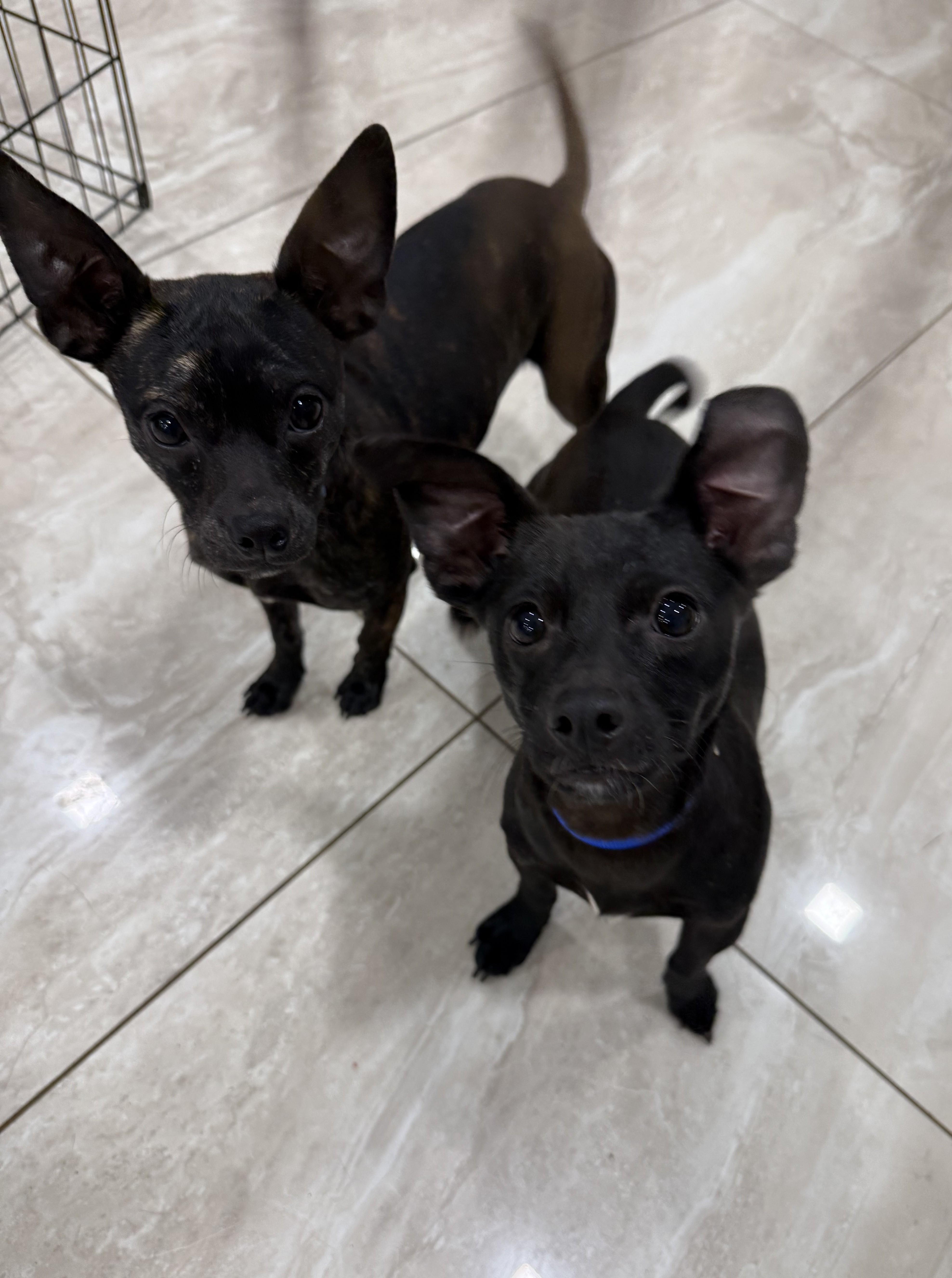 Enlarge Tuk, a ADOPTABLE mixed breed in Abington, PA image 3/3