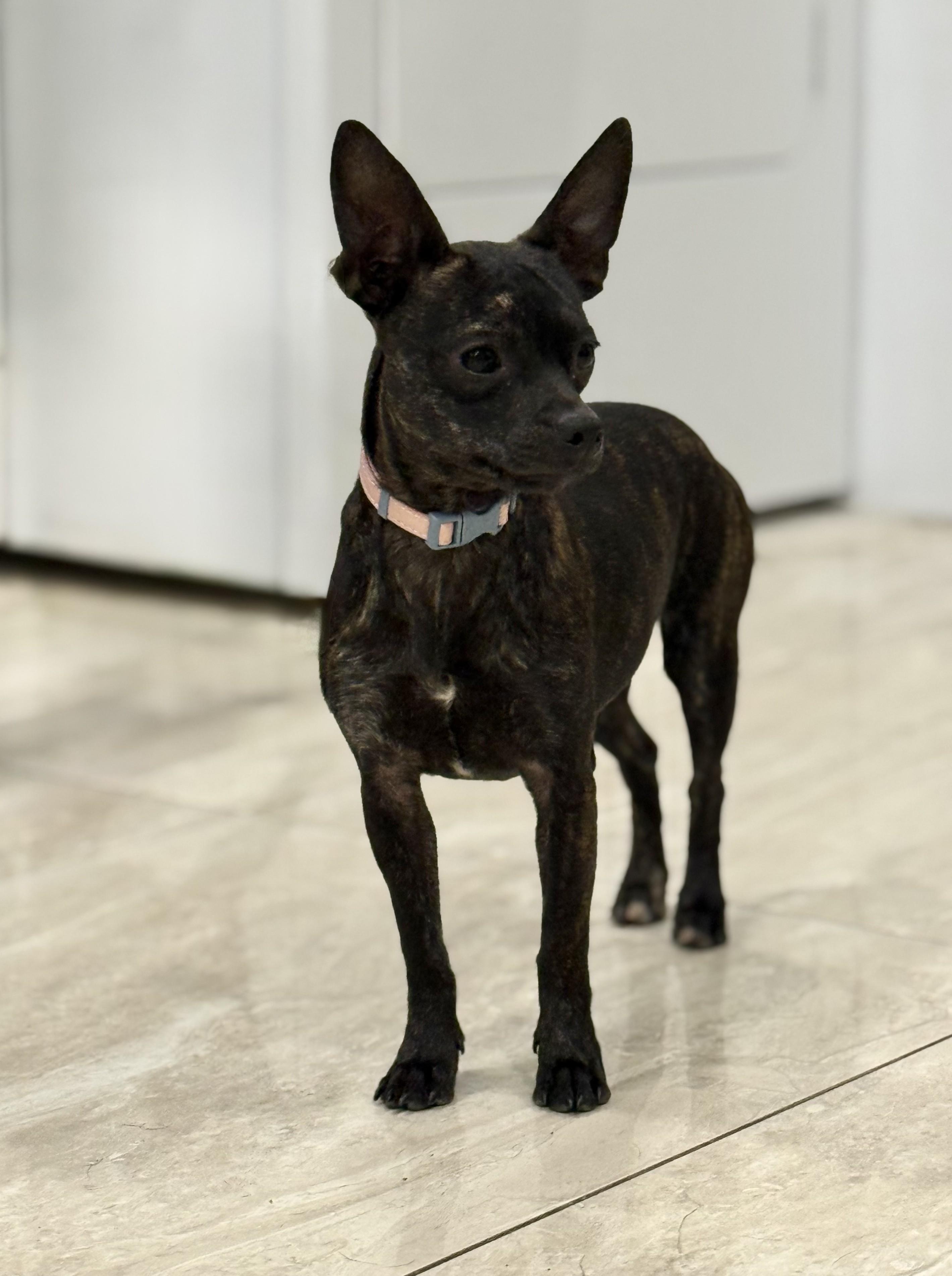 Enlarge Tuk, a ADOPTABLE mixed breed in Abington, PA image 1/3