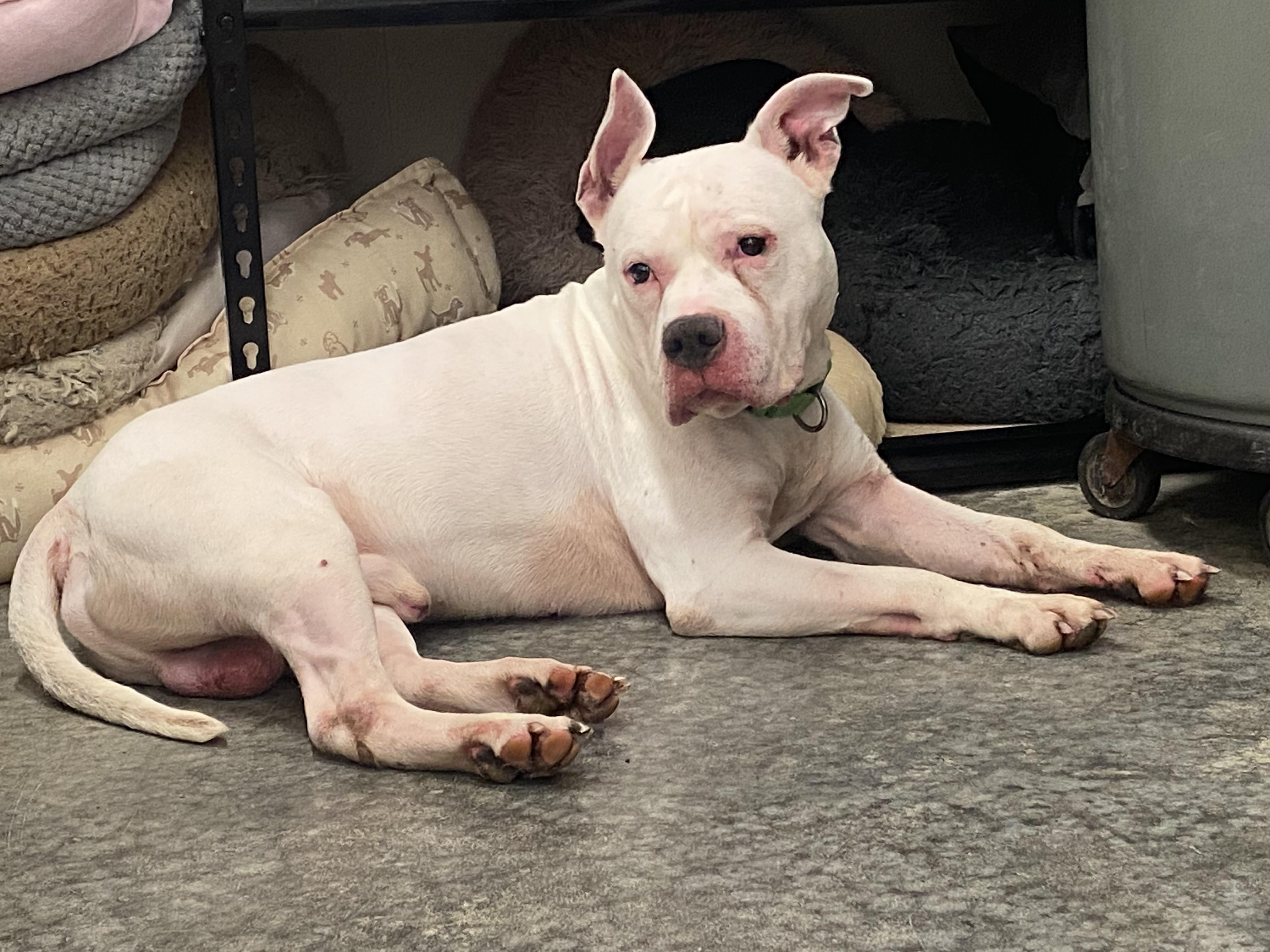 Enlarge Walter, a Adoptable mixed breed in Elsmere, KY image 5/6