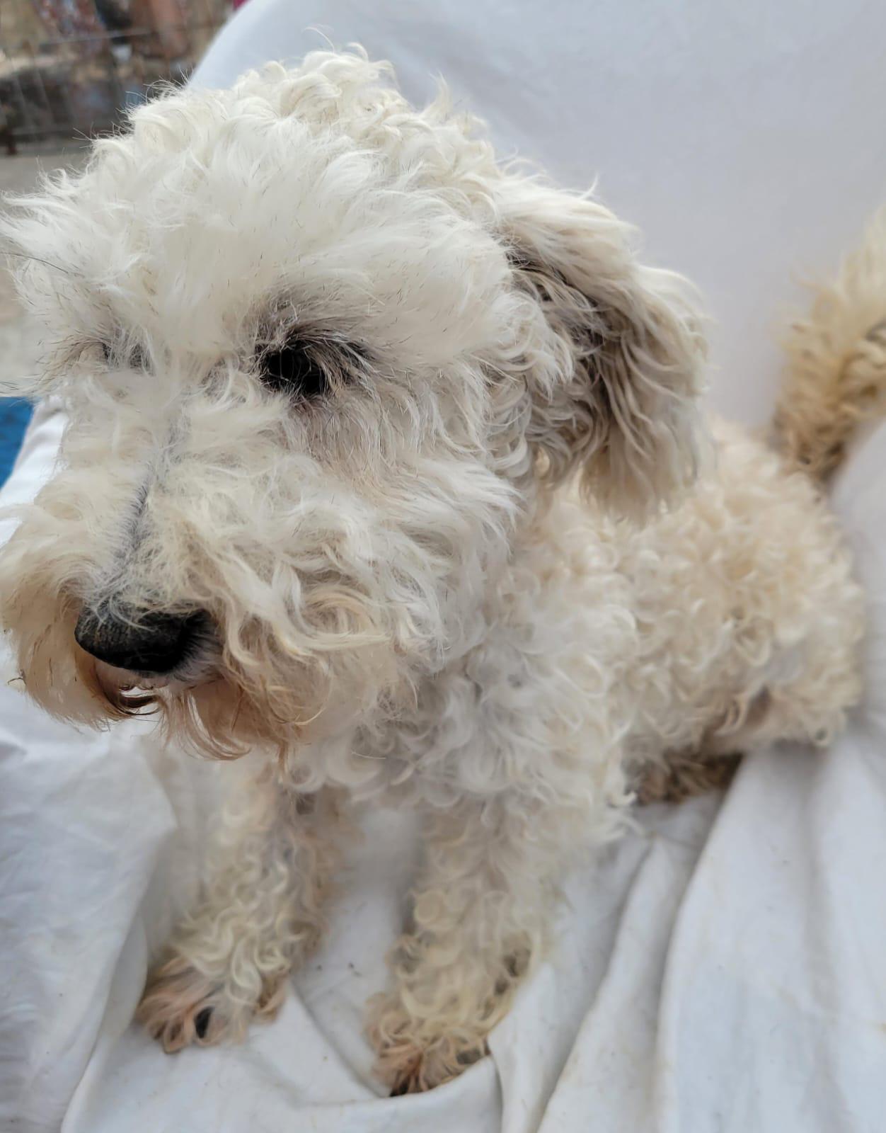 Enlarge China, a ADOPTABLE mixed breed in Sherwood, OR image 4/4