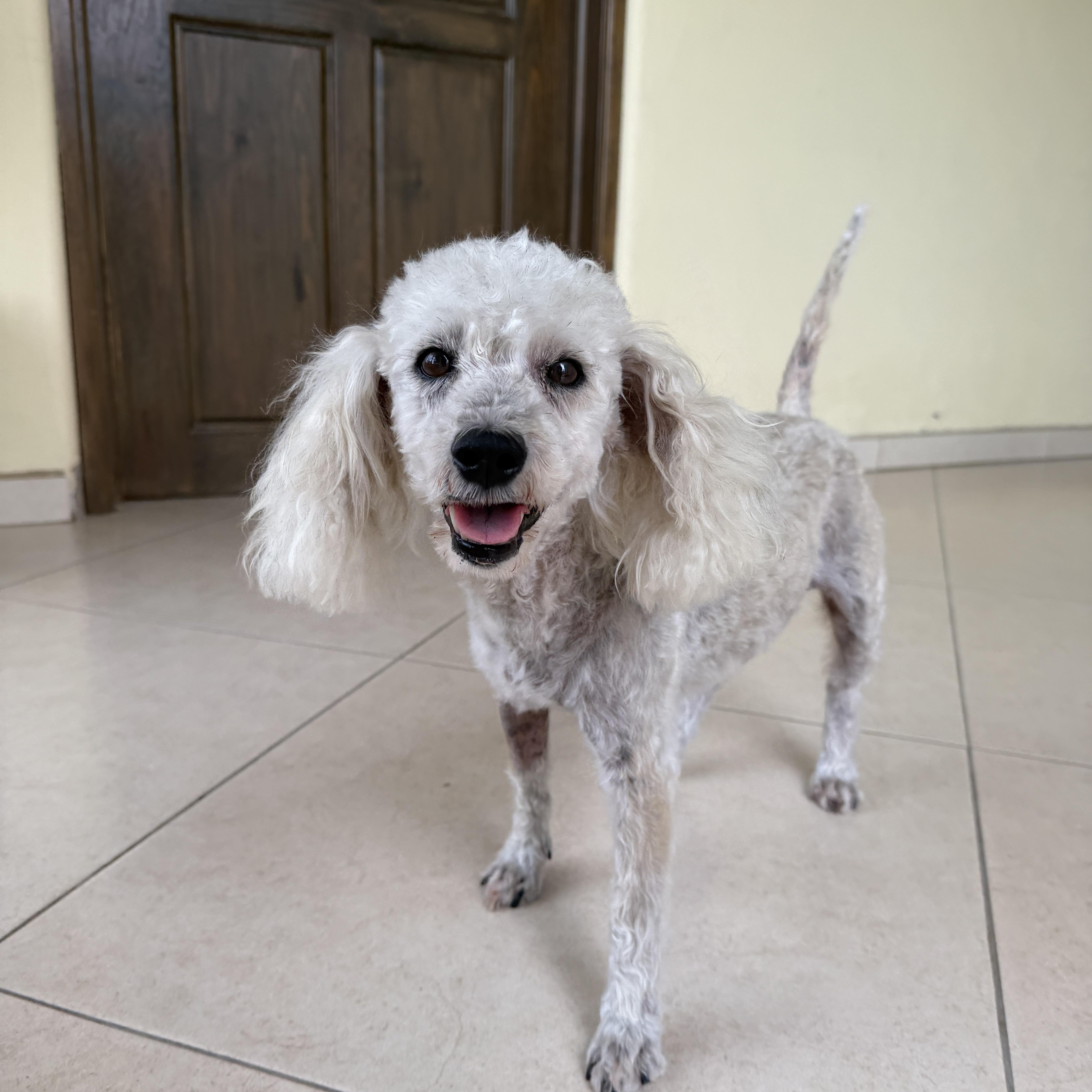 China, a ADOPTABLE mixed breed in Sherwood, OR image 2/6