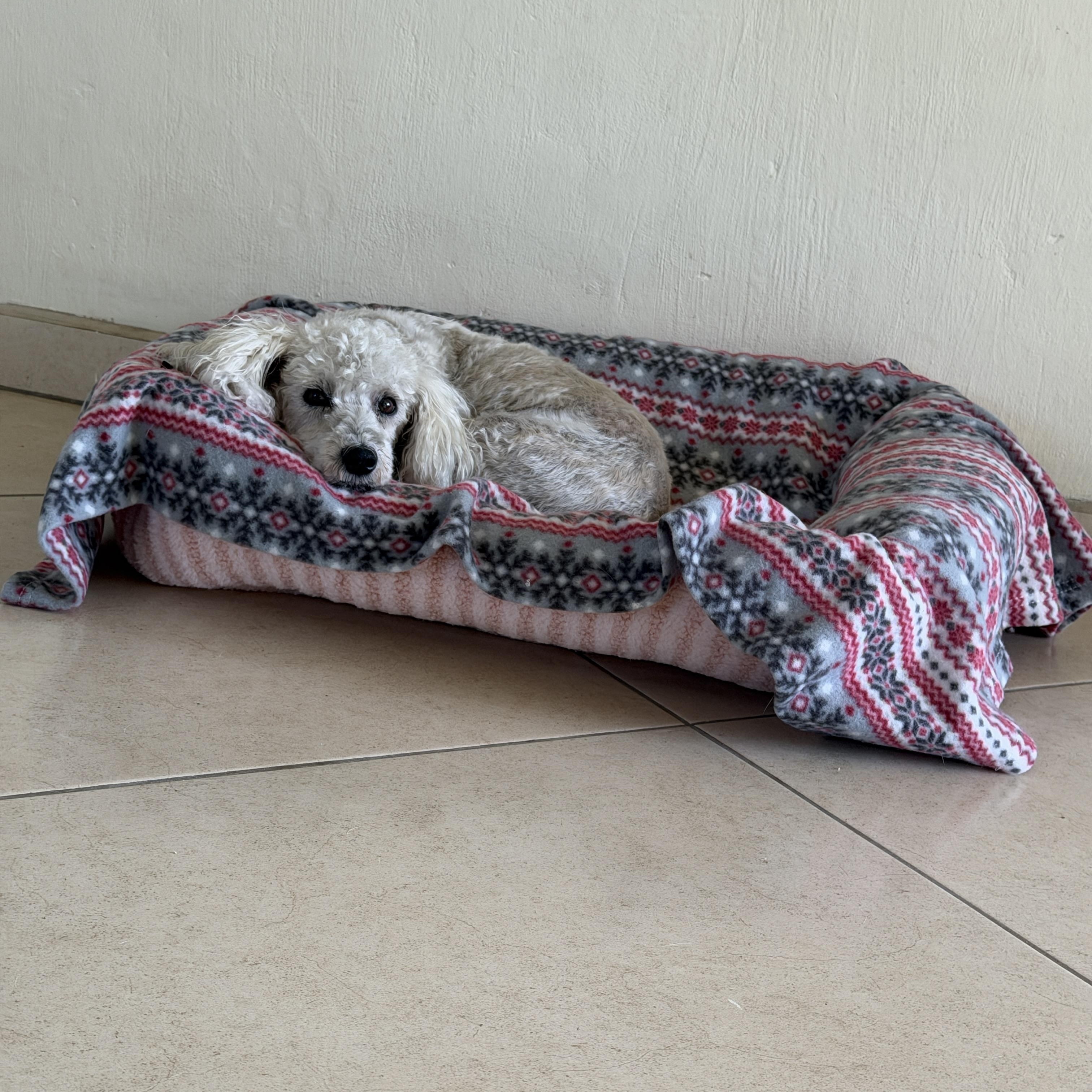 China, a ADOPTABLE mixed breed in Sherwood, OR image 3/6