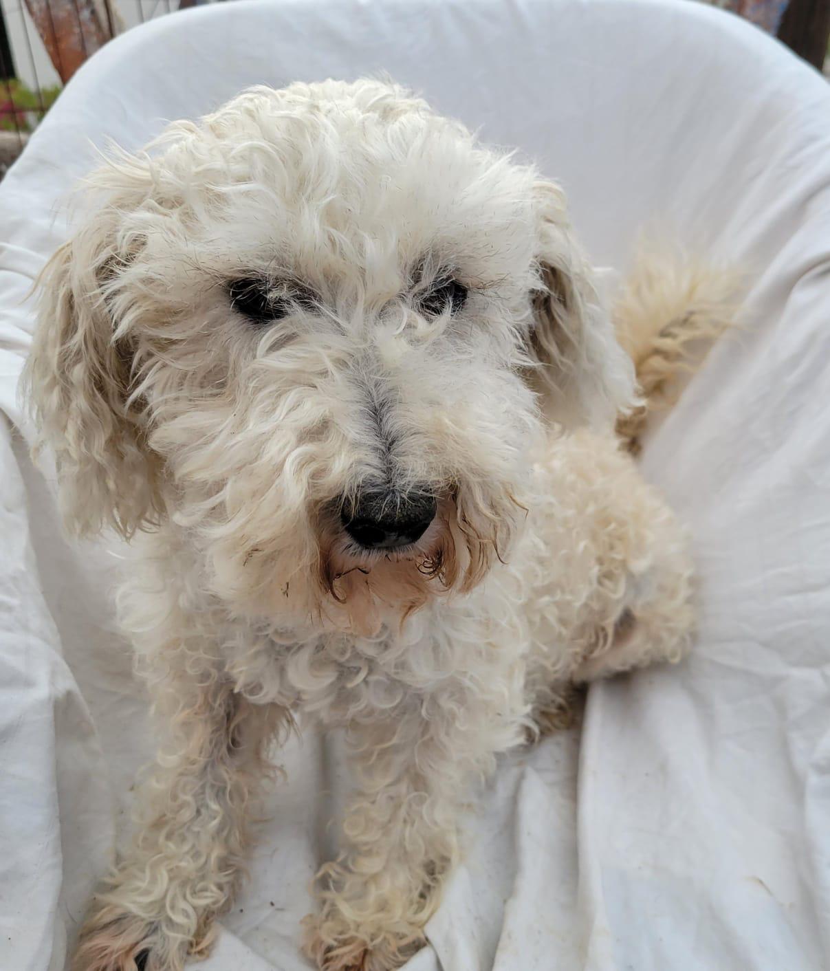 Enlarge China, a ADOPTABLE mixed breed in Sherwood, OR image 3/4
