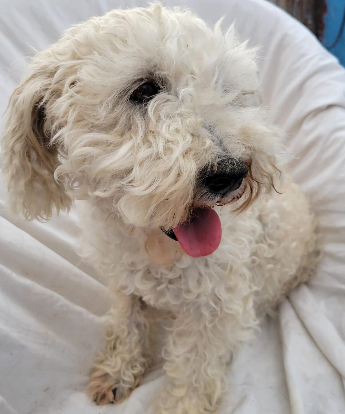 China, ADOPTABLE, Adult Female Miniature Poodle.