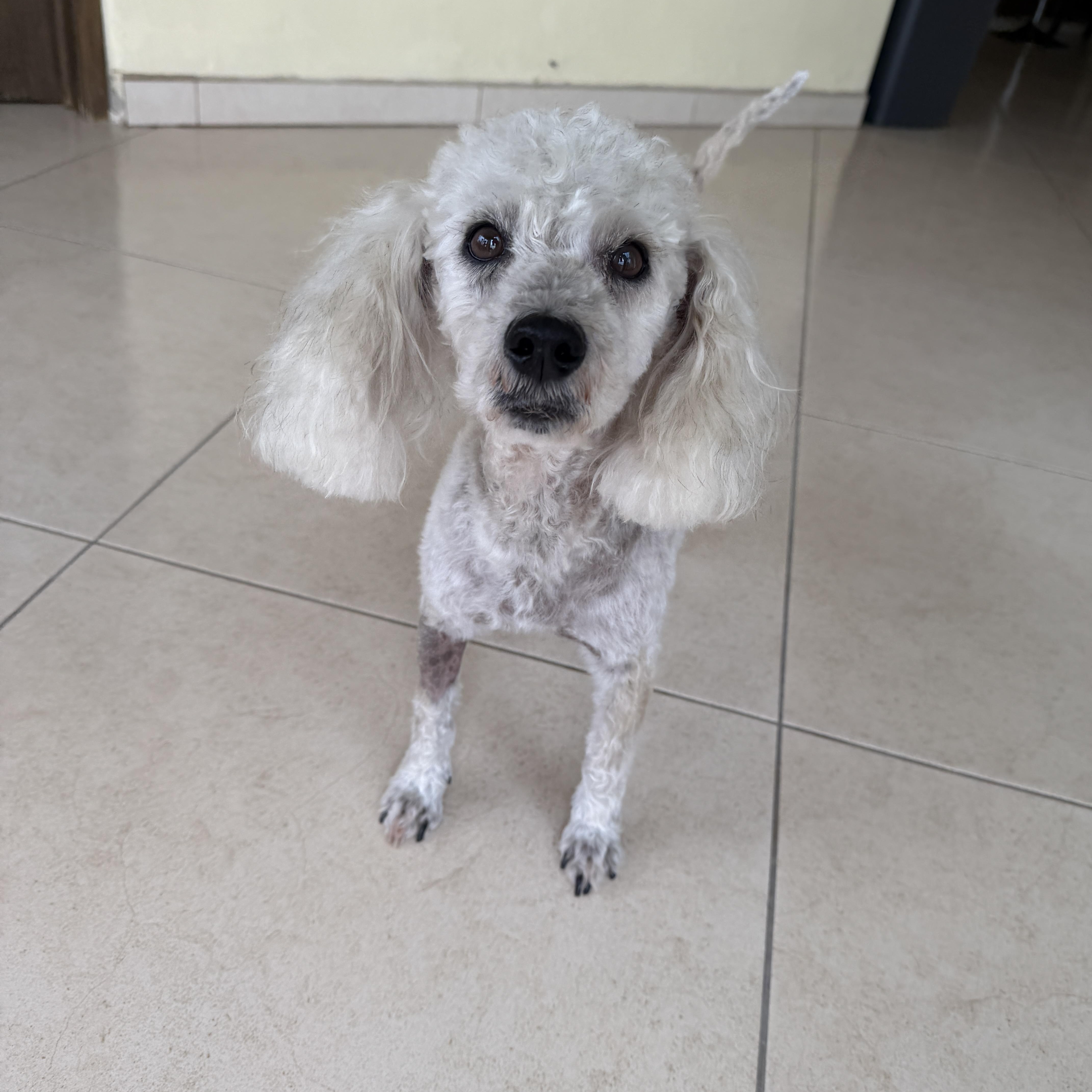 China, ADOPTABLE, Senior Female Miniature Poodle & Cockapoo.