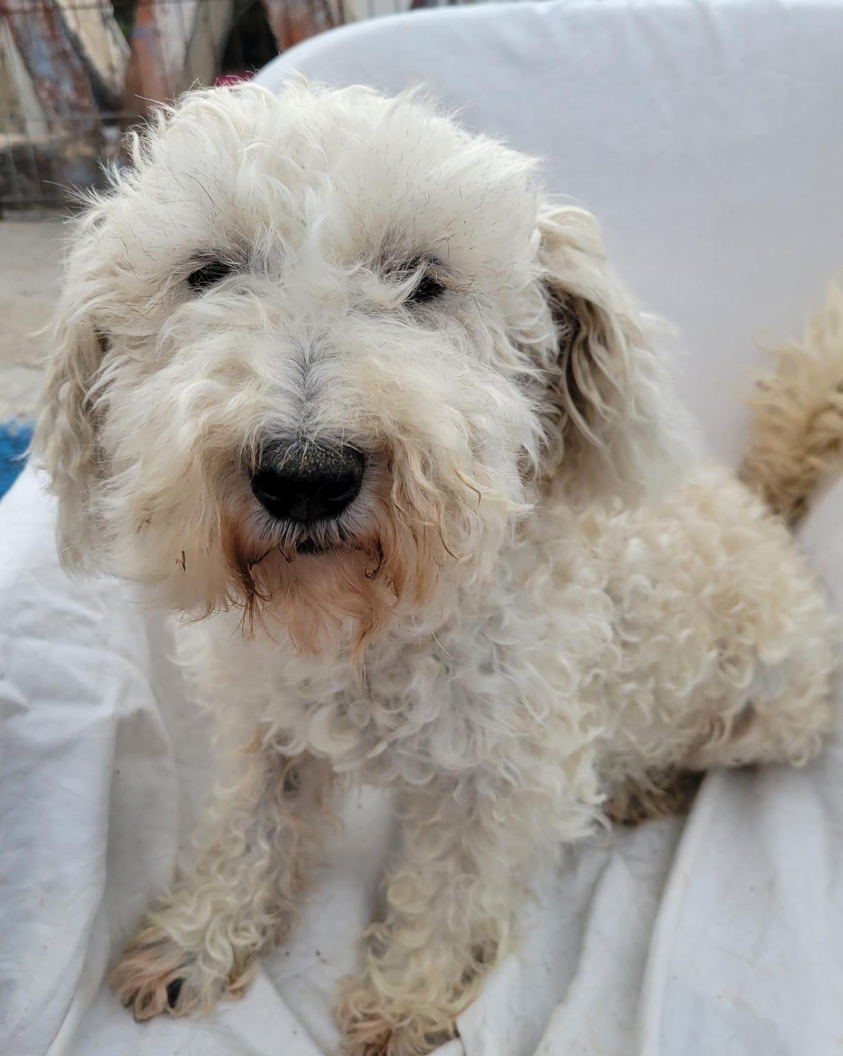 Enlarge China, a ADOPTABLE mixed breed in Sherwood, OR image 2/4