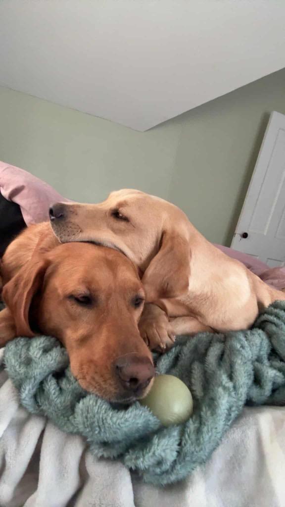 Jeb, Adoptable, Young Male Yellow Labrador Retriever.