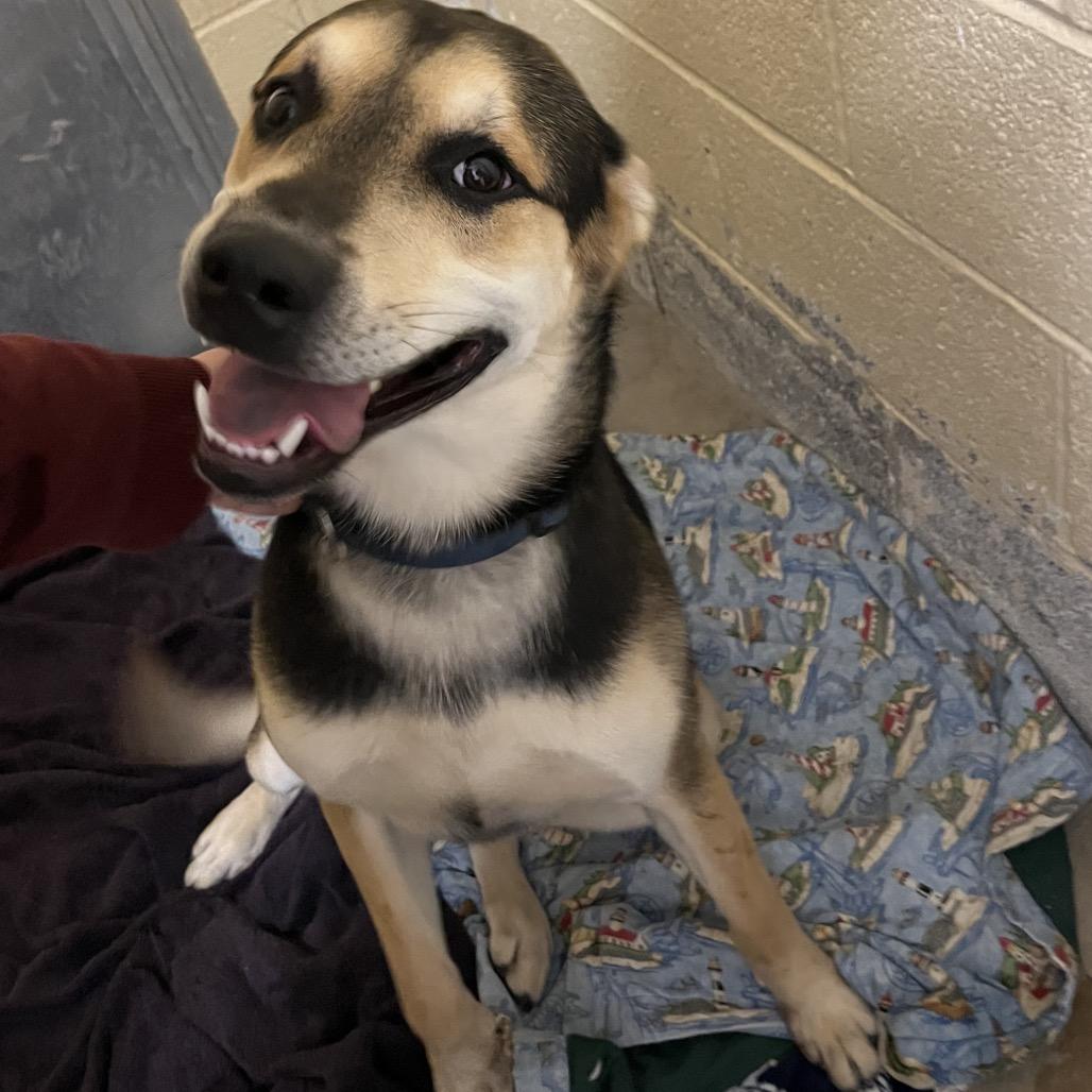 Megatron, Adoptable, Adult Male German Shepherd Dog & Siberian Husky.