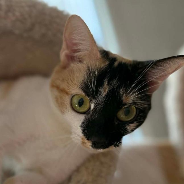 Enlarge Bluebell, a Adoptable Domestic Short Hair in Newcastle, OK image 1/2