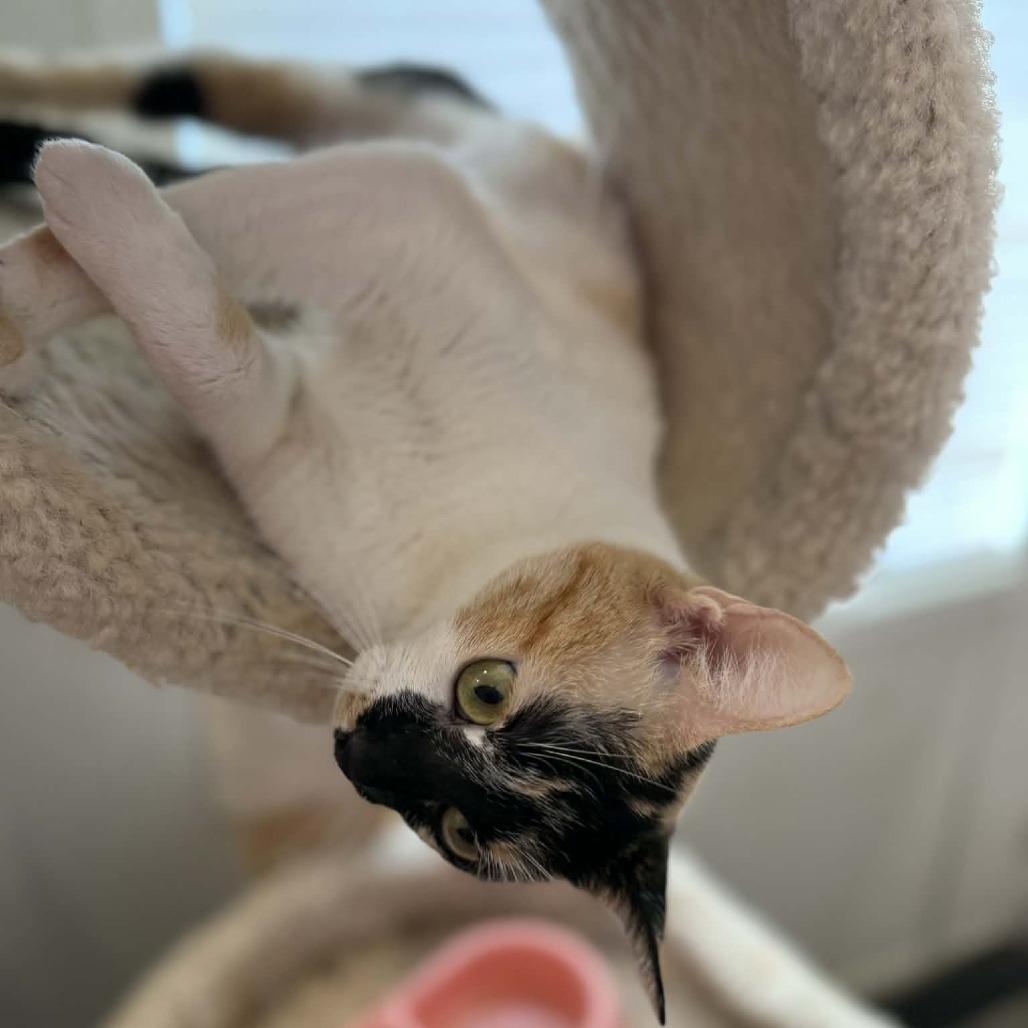 Enlarge Bluebell, a Adoptable Domestic Short Hair in Newcastle, OK image 2/2