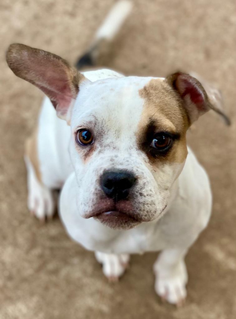 Enlarge Rowan, a Adoptable mixed breed in Urbandale, IA image 1/3