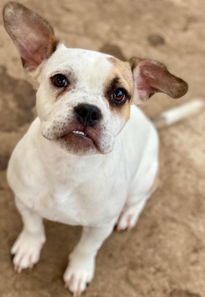 Enlarge Rowan, a Adoptable mixed breed in Urbandale, IA image 2/3