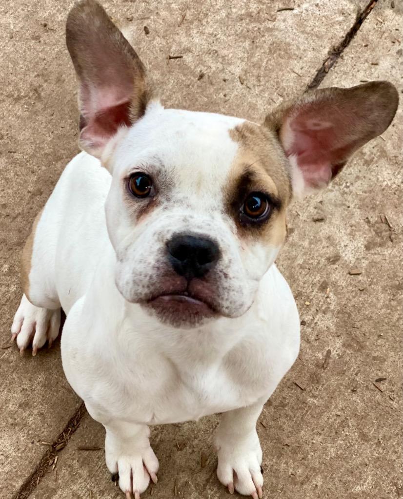 Enlarge Rowan, a Adoptable mixed breed in Urbandale, IA image 3/3