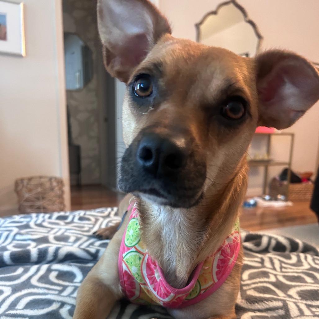 Sandy — thumbnail 5