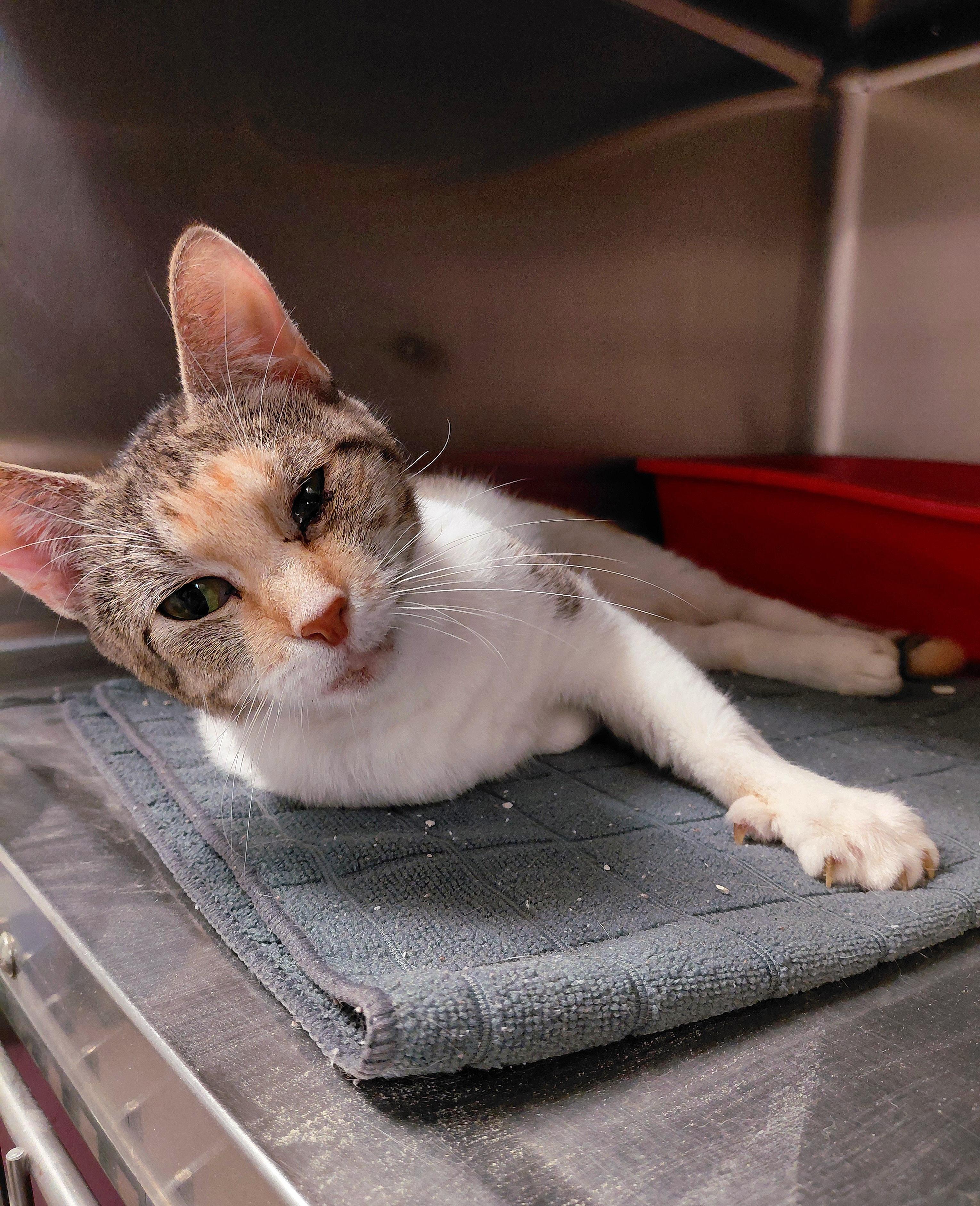 Megan, Adoptable, Adult Female Domestic Short Hair.