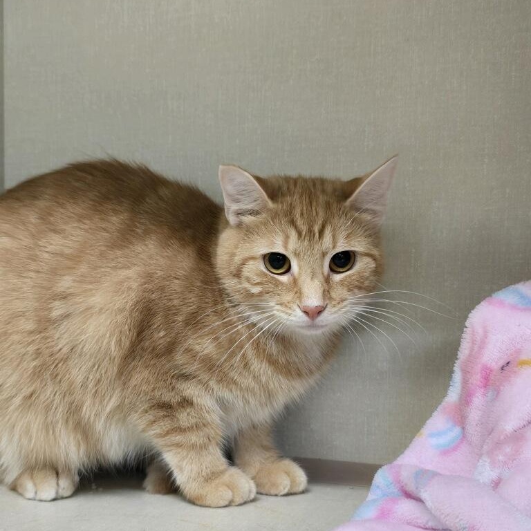 Virginia, Adoptable, Young Female Domestic Short Hair.