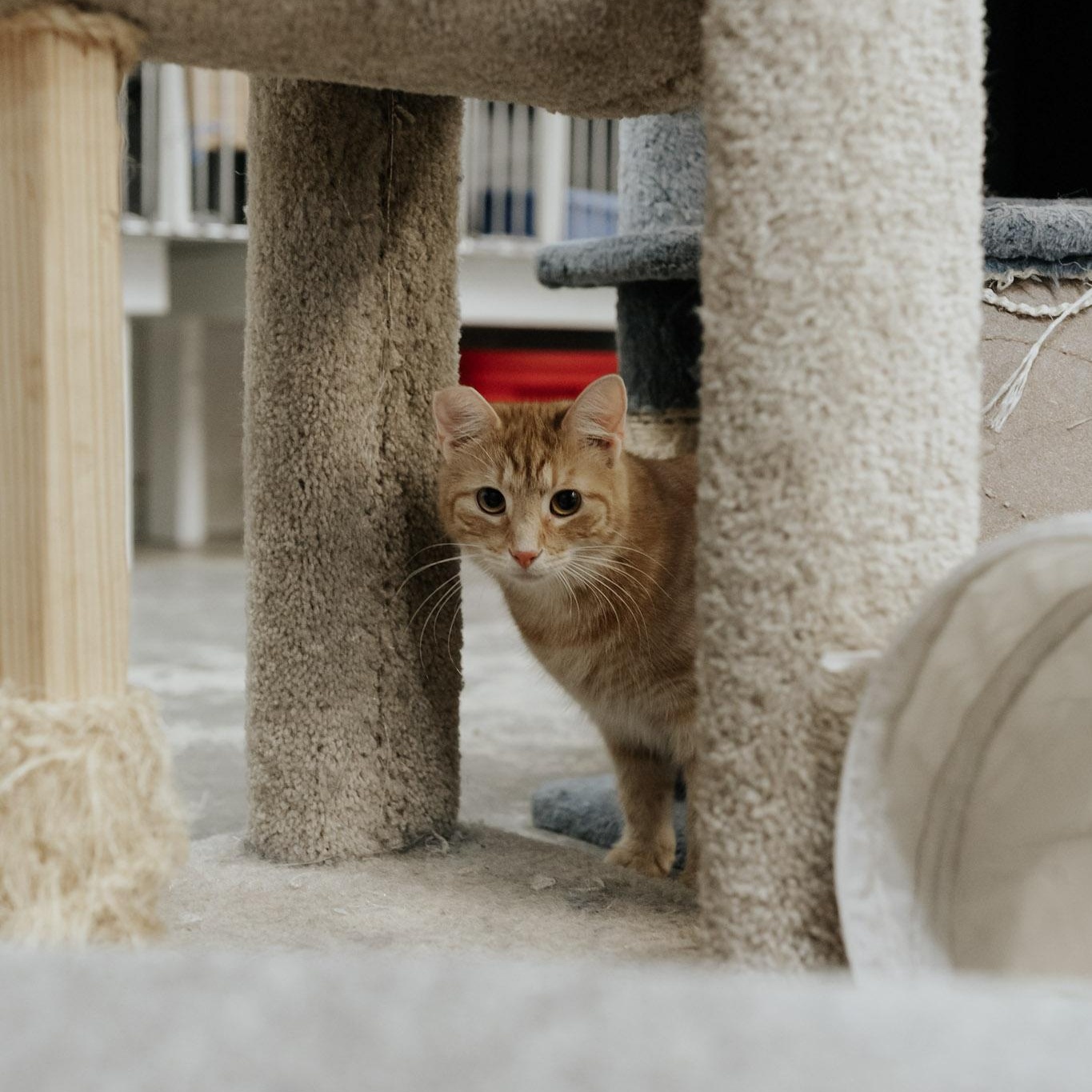 Virginia, a Adoptable mixed breed in Saint Marys, PA image 2/3