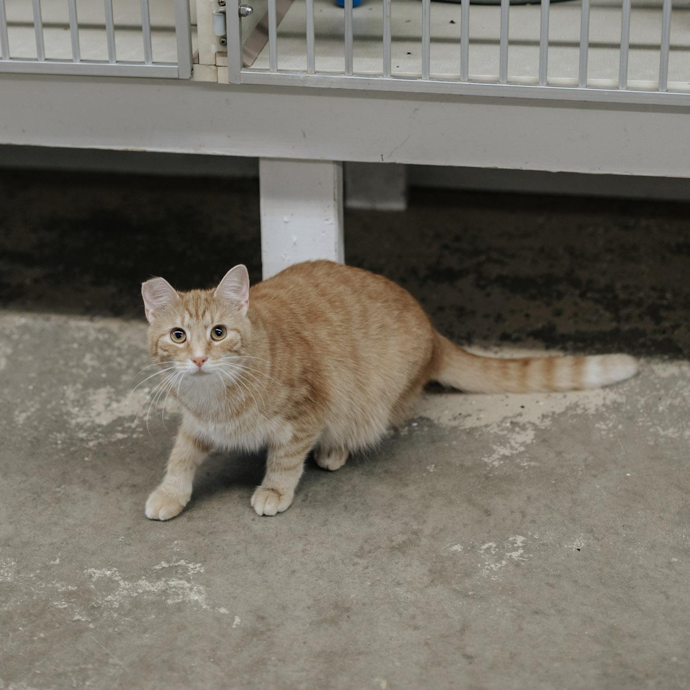 Virginia, a Adoptable mixed breed in Saint Marys, PA image 3/3