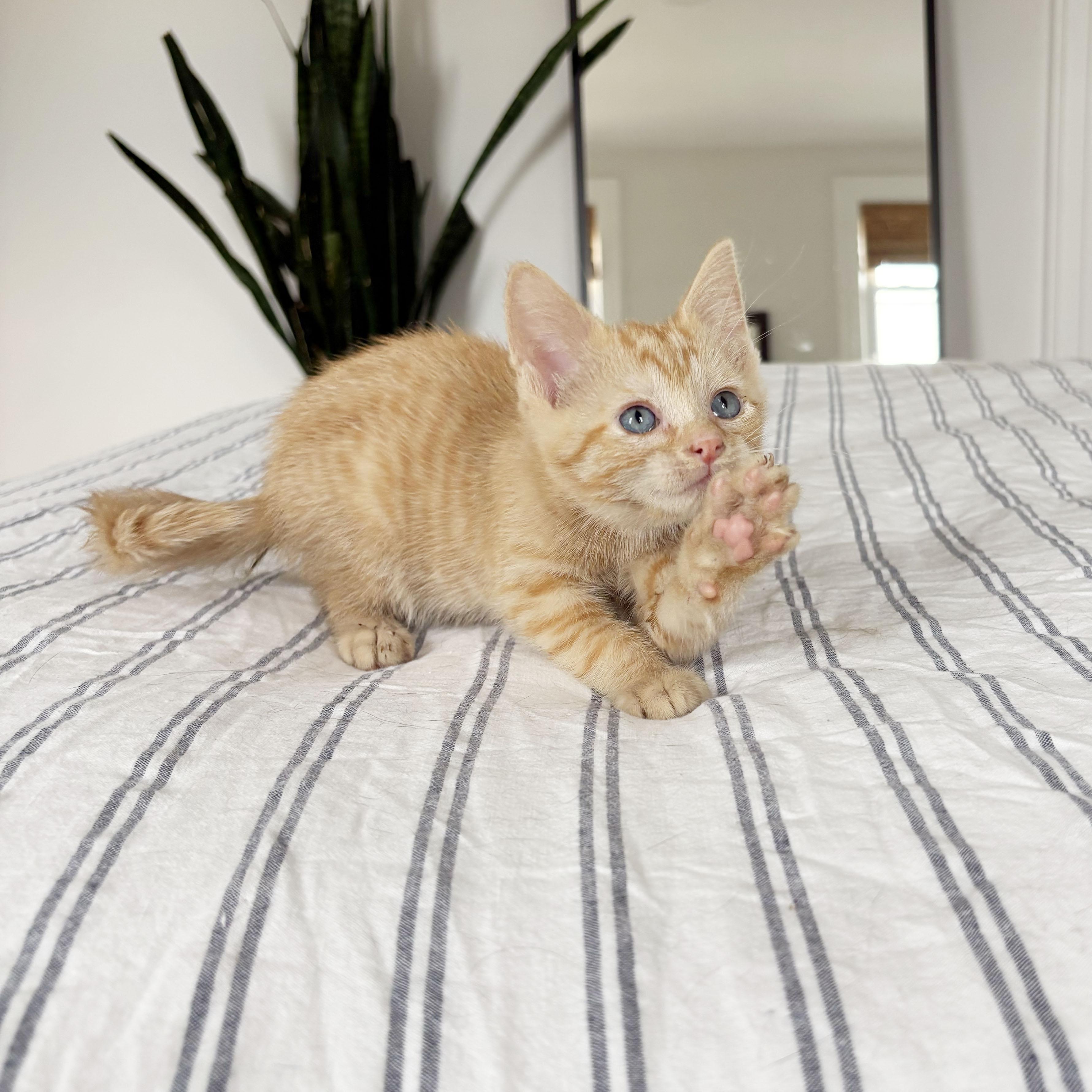 Enlarge Cork, a ADOPTABLE Domestic Short Hair in BROOKLYN, NY image 2/6