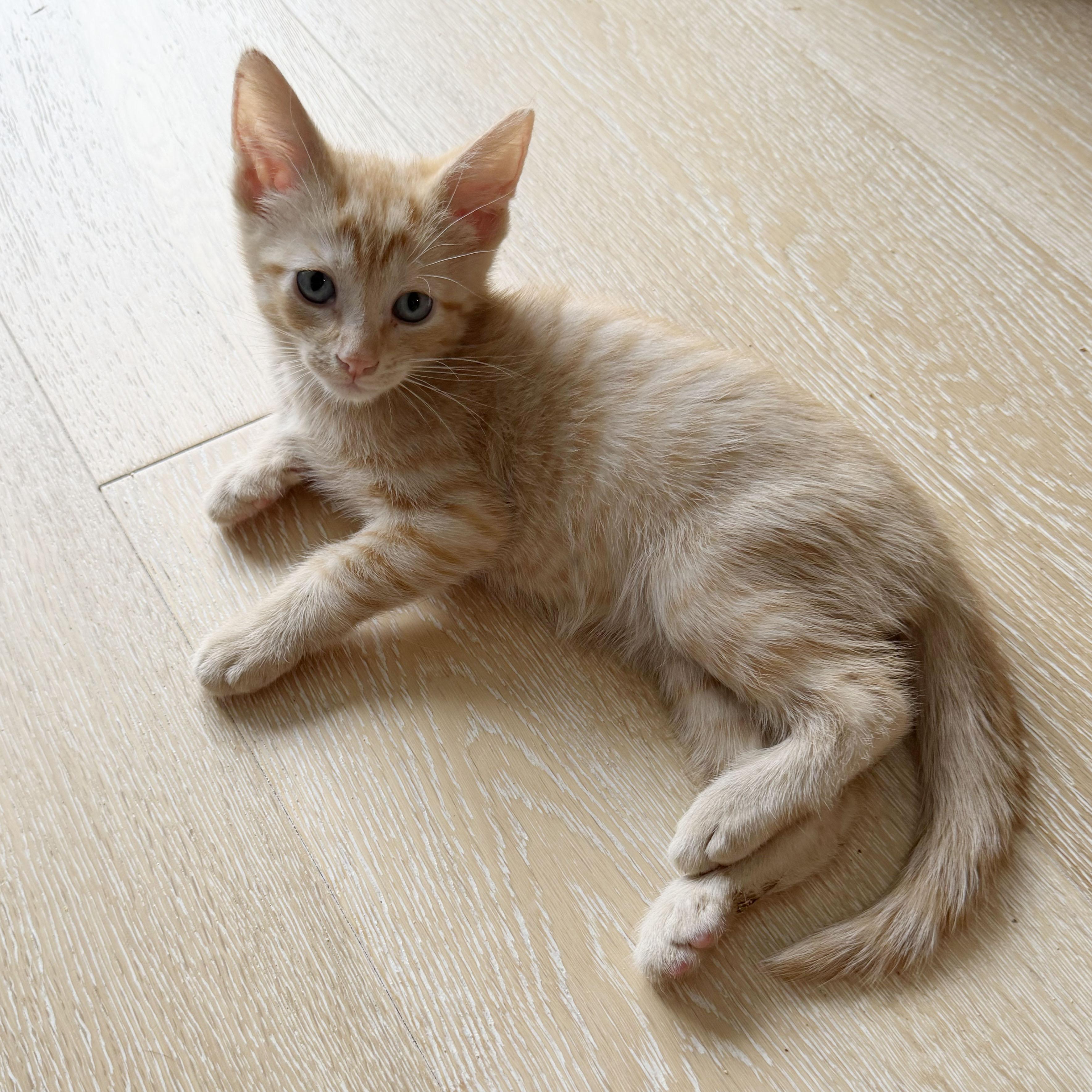 Enlarge Cork, a ADOPTABLE Domestic Short Hair in BROOKLYN, NY image 6/6