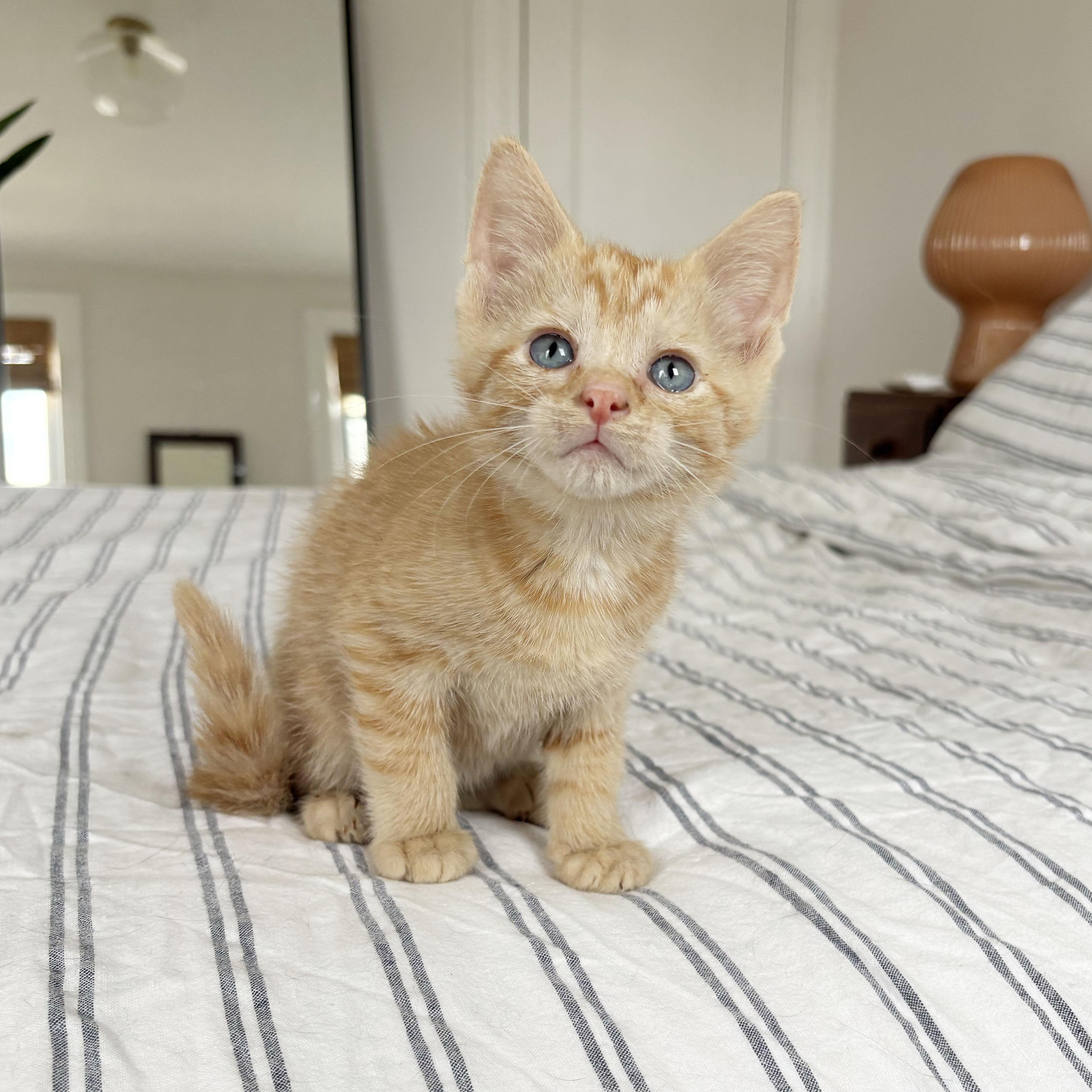 Enlarge Cork, a ADOPTABLE Domestic Short Hair in BROOKLYN, NY image 1/6