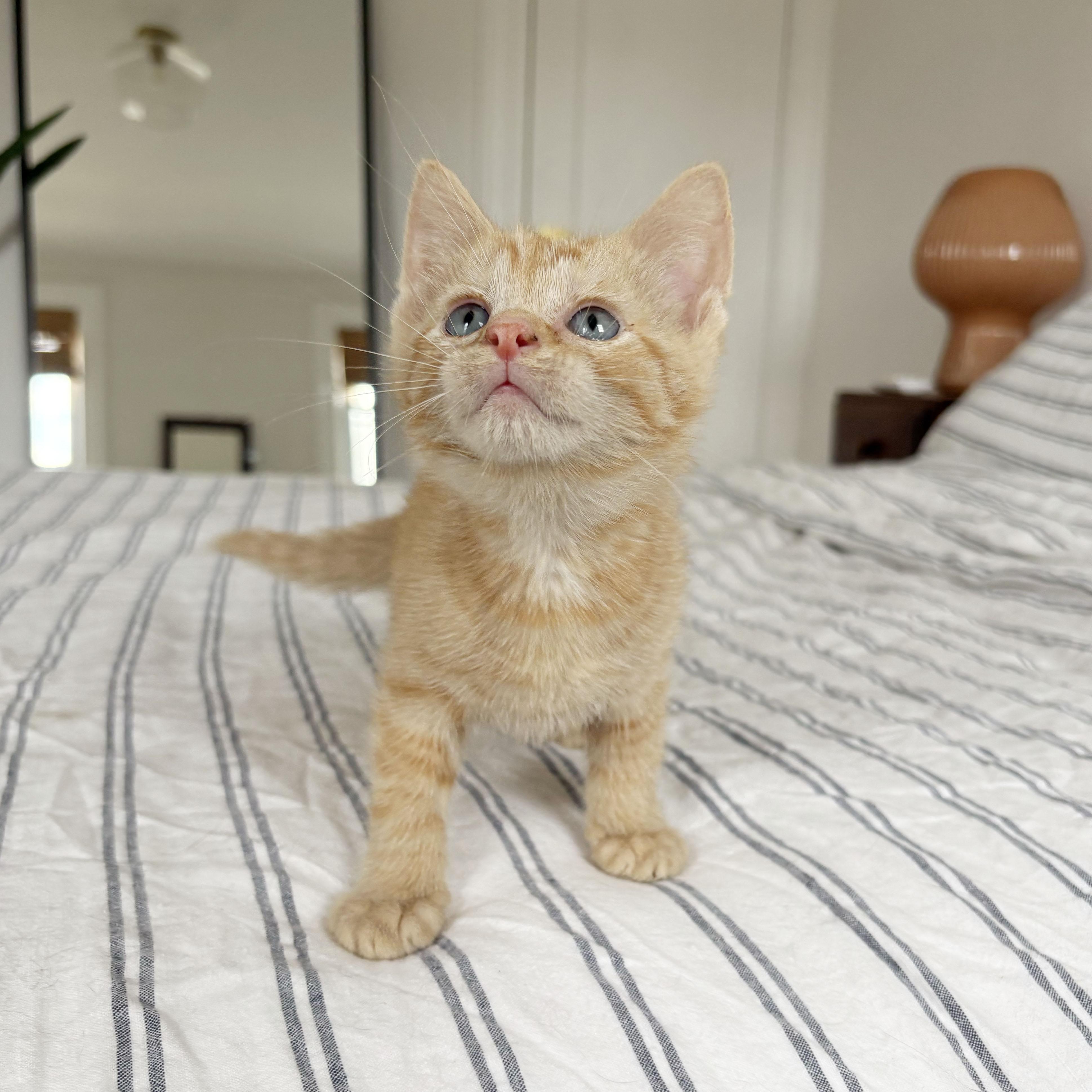 Enlarge Cork, a ADOPTABLE Domestic Short Hair in BROOKLYN, NY image 4/6