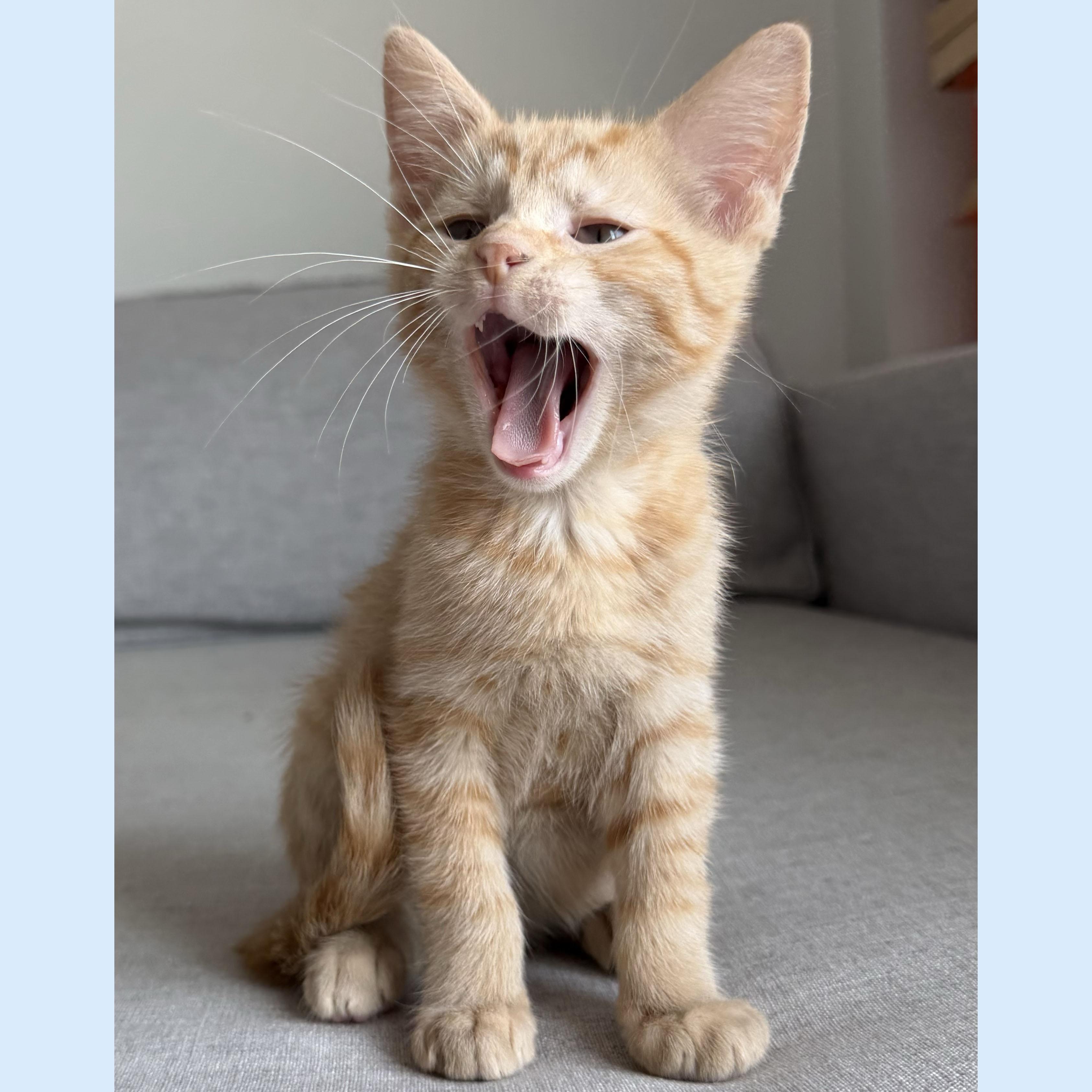 Enlarge Cork, a ADOPTABLE Domestic Short Hair in BROOKLYN, NY image 3/6